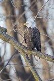 Bald Eagle, Haliaeetus leucocephalus