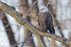 Bald Eagle, Haliaeetus leucocephalus