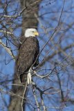 Bald Eagle, Haliaeetus leucocephalus