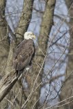 Bald Eagle, Haliaeetus leucocephalus