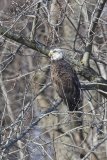 Bald Eagle, Haliaeetus leucocephalus