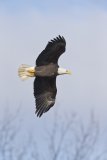 Bald Eagle, Haliaeetus leucocephalus