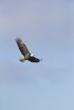 Bald Eagle, Haliaeetus leucocephalus