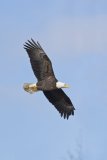 Bald Eagle, Haliaeetus leucocephalus