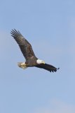 Bald Eagle, Haliaeetus leucocephalus