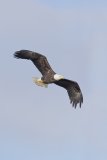 Bald Eagle, Haliaeetus leucocephalus