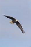 Bald Eagle, Haliaeetus leucocephalus