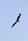 Bald Eagle, Haliaeetus leucocephalus