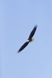 Bald Eagle, Haliaeetus leucocephalus