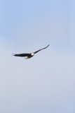 Bald Eagle, Haliaeetus leucocephalus