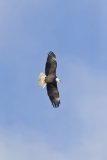 Bald Eagle, Haliaeetus leucocephalus