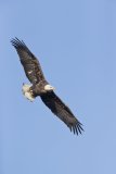 Bald Eagle, Haliaeetus leucocephalus
