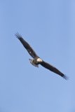 Bald Eagle, Haliaeetus leucocephalus