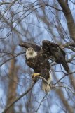 Bald Eagle, Haliaeetus leucocephalus