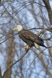 Bald Eagle, Haliaeetus leucocephalus