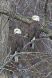 Bald Eagle, Haliaeetus leucocephalus