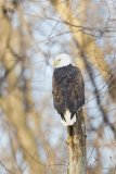 Bald Eagle, Haliaeetus leucocephalus