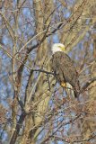 Bald Eagle, Haliaeetus leucocephalus