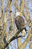 Bald Eagle, Haliaeetus leucocephalus