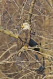Bald Eagle, Haliaeetus leucocephalus