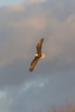 Bald Eagle, Haliaeetus leucocephalus