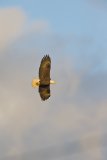 Bald Eagle, Haliaeetus leucocephalus