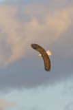 Bald Eagle, Haliaeetus leucocephalus