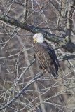 Bald Eagle, Haliaeetus leucocephalus
