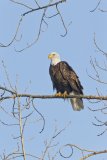 Bald Eagle, Haliaeetus leucocephalus