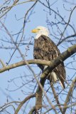 Bald Eagle, Haliaeetus leucocephalus