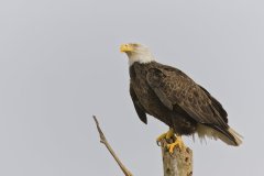 Bald Eagle, Haliaeetus leucocephalus