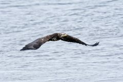 Bald Eagle, Haliaeetus leucocephalus