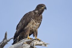 Bald Eagle, Haliaeetus leucocephalus