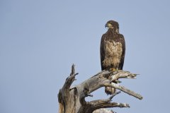 Bald Eagle, Haliaeetus leucocephalus
