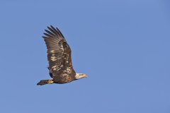 Bald Eagle, Haliaeetus leucocephalus