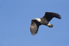 Bald Eagle, Haliaeetus leucocephalus