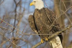 Bald Eagle, Haliaeetus leucocephalus