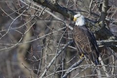 Bald Eagle, Haliaeetus leucocephalus
