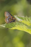 Baltimore Checkerspot, Euphydryas phaeton