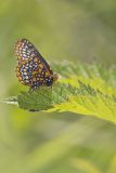 Baltimore Checkerspot, Euphydryas phaeton
