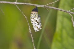 Baltimore Checkerspot, Euphydryas phaeton