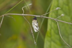 Baltimore Checkerspot, Euphydryas phaeton