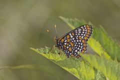 Baltimore Checkerspot, Euphydryas phaeton