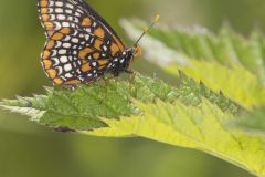 Baltimore Checkerspot, Euphydryas phaeton