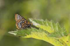 Baltimore Checkerspot, Euphydryas phaeton