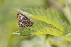 Baltimore Checkerspot, Euphydryas phaeton