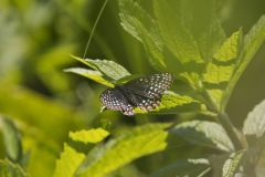 Baltimore Checkerspot, Euphydryas phaeton