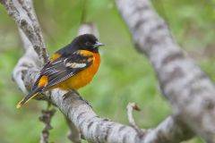 Baltimore Oriole, Icterus galbula