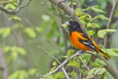 Baltimore Oriole, Icterus galbula