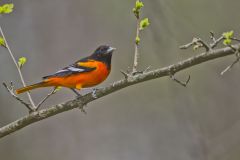 Baltimore Oriole, Icterus galbula